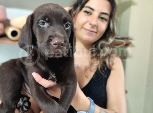Chocolote Ve Black Labrador Retri̇ever Asi̇lleri̇