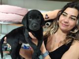 Chocolote Ve Black Labrador Retri̇ever Asi̇lleri̇