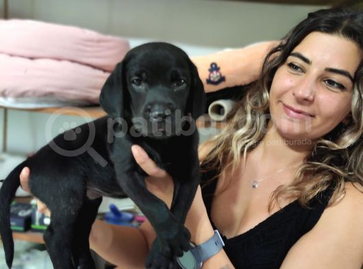 Chocolote Ve Black Labrador Retri̇ever Asi̇lleri̇ görsel