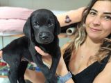 Chocolote Ve Black Labrador Retri̇ever Asi̇lleri̇