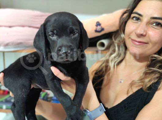Chocolote Ve Black Labrador Retri̇ever Asi̇lleri̇ görsel