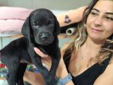Chocolote Ve Black Labrador Retri̇ever Asi̇lleri̇
