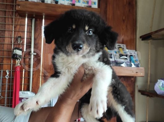 Zeki̇ Yakişikli Border Colli̇e görsel