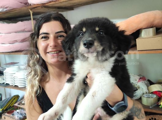 Zeki̇ Yakişikli Border Colli̇e görsel