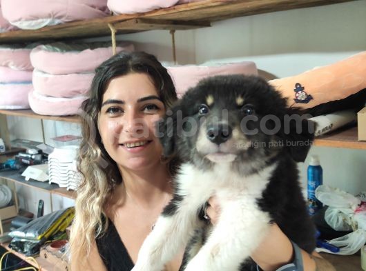 Zeki̇ Yakişikli Border Colli̇e
