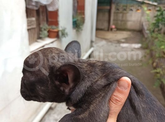Blue Taşıyıcı Kaliteli Dişi Yavru French görsel