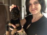 Doberman Yavru