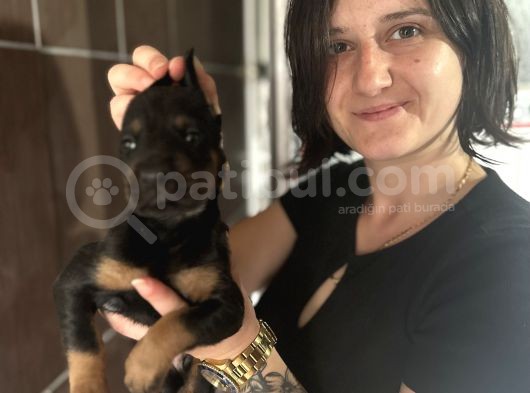 Doberman Yavru görsel