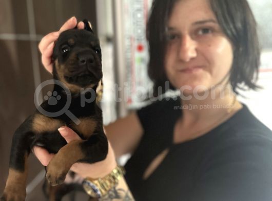 Doberman Yavru görsel