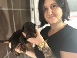 Doberman Yavru