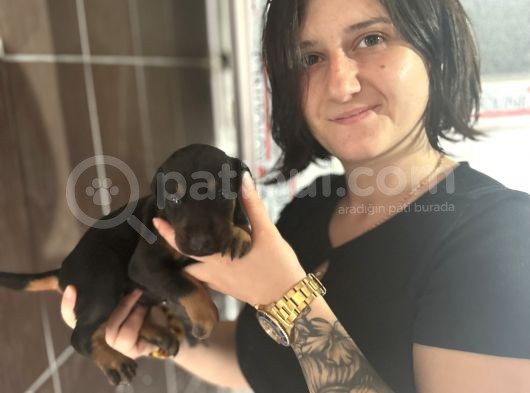 Doberman Yavru görsel