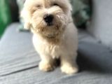 Maltese Yavru
