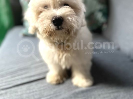 Maltese Yavru görsel