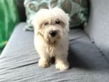 Maltese Yavru