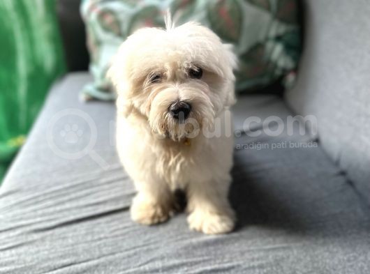 Maltese Yavru görsel