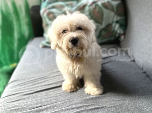 Maltese Yavru