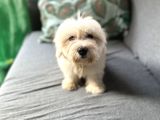 Maltese Yavru