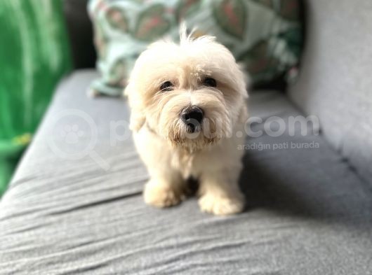 Maltese Yavru görsel