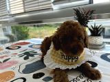 Red Dişi Poodle Yavrumuz