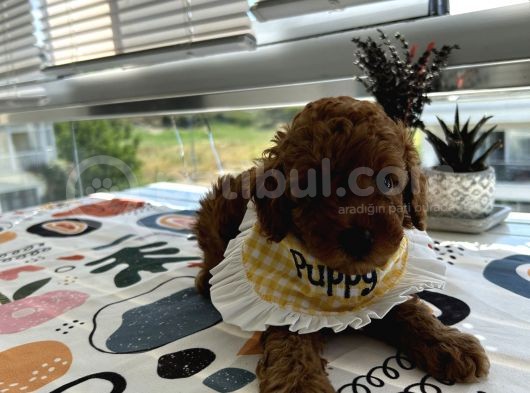 Red Dişi Poodle Yavrumuz görsel