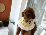Red Dişi Poodle Yavrumuz