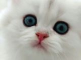 British Longhair Silver Prenses