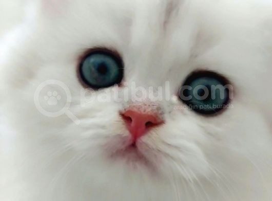 British Longhair Silver Prenses görsel
