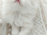 British Longhair Silver Prenses