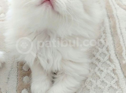 British Longhair Silver Prenses görsel
