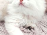 British Longhair Silver Prenses