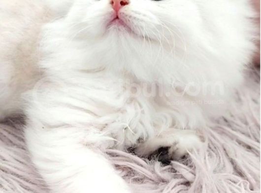 British Longhair Silver Prenses görsel
