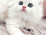 British Longhair silver prenses