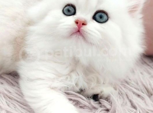 British Longhair Silver Prenses