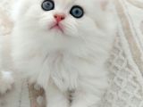 British Longhair Silver Prenses
