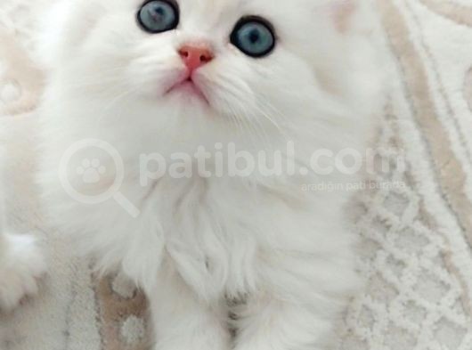 British Longhair Silver Prenses görsel