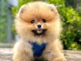 Safkan Pomeranian Boo Yavrularımız