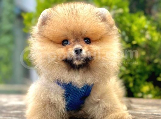 Safkan Pomeranian Boo Yavrularımız görsel