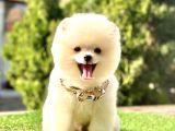 Safkan Pomeranian Boo Yavrularımız