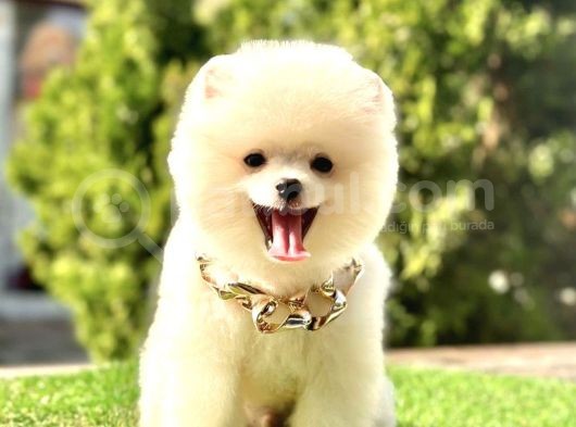 Safkan Pomeranian Boo Yavrularımız görsel