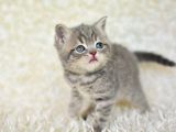 Blue Golden Eşşiz Renk Tonlarıyla British Shorthair