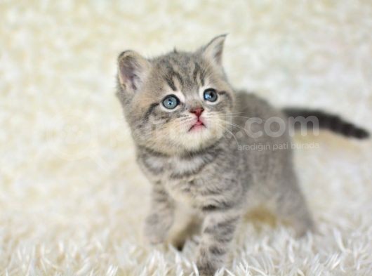 Blue Golden Eşşiz Renk Tonlarıyla British Shorthair görsel