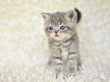 Blue Golden Eşşiz Renk Tonlarıyla British Shorthair