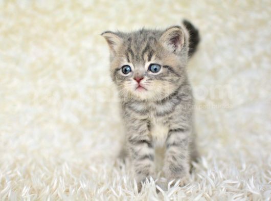 Blue Golden Eşşiz Renk Tonlarıyla British Shorthair görsel