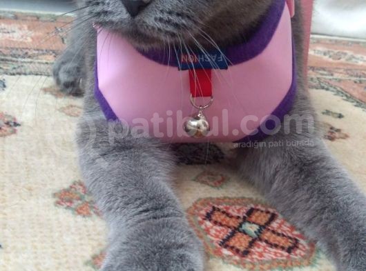 Damizlik Safkan Irk Scottish Foldbritihs Shorthair  görsel