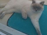 Damizlik Safkan Irk Scottish Foldbritihs Shorthair 