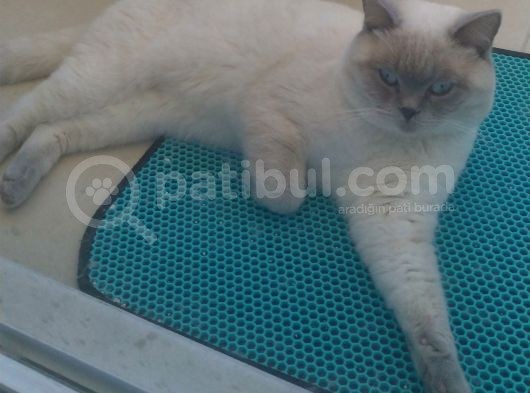 Damizlik Safkan Irk Scottish Foldbritihs Shorthair  görsel