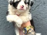 Border Collie Yavru