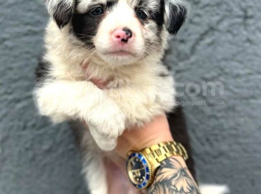 Border Collie Yavru görsel