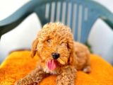 Son Kalan Red Toy Poodle Erkek Yavrumuz