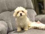 Orji̇nal Maltese Terri̇er Bebekler